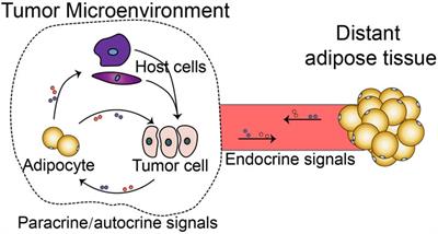 Editorial: The adipose tissue microenvironment in cancer: Molecular mechanisms and targets for treatment